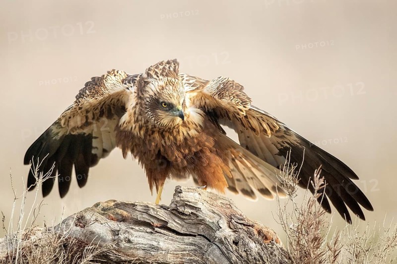 Western Marsh Harrier (Circus aeruginosus) male, Castile-La Mancha, Spain