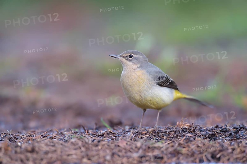 Western Yellow Wagtail (Motacilla flava flavissima) female, Netherlands