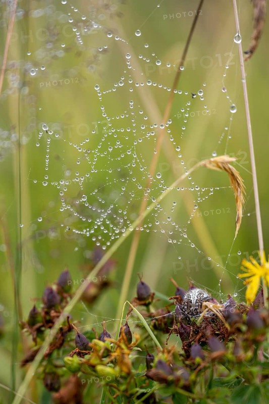 Cross spider, spider web with water drop, Switzerland