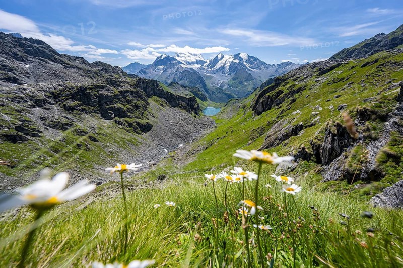 Flowers and view of mountain lake Lac du Louvie and glaciated mountain peaks of the Grand Combine, Valais Alps, Val de Bagnes, Valais, Switzerland