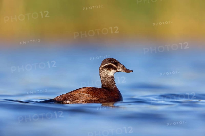 White-headed Ruddy Duck, (Oxyura leucocephala), female, Hides de El Taray Floating Hid, Villafranca de los Caballeros, Castilla La Mancha Toledo, Spain