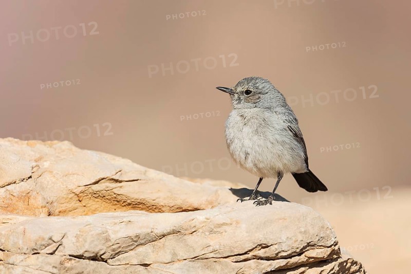 Blackstart (Oenanthe melanura), Eilat, Israel