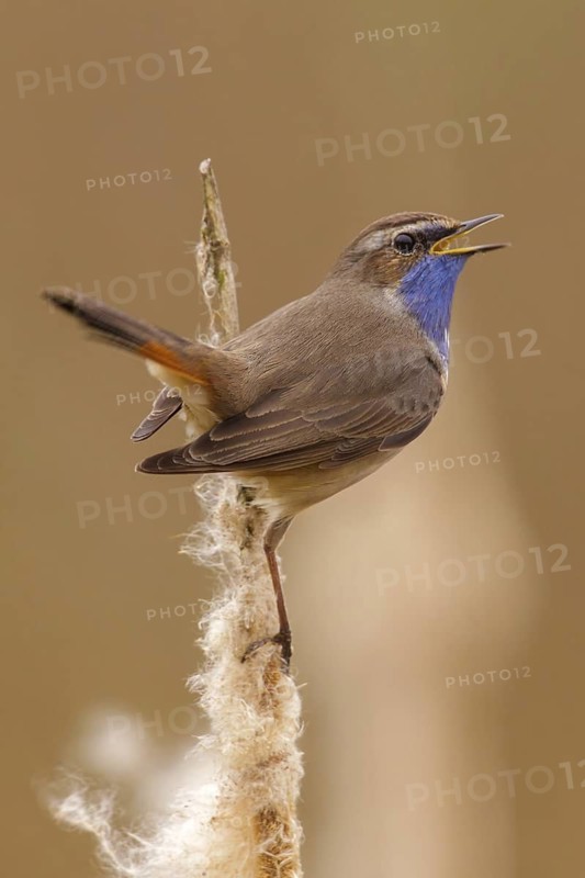 Bluethroat (Luscinia svecica cyanecula) male singing, Utrecht, Netherlands
