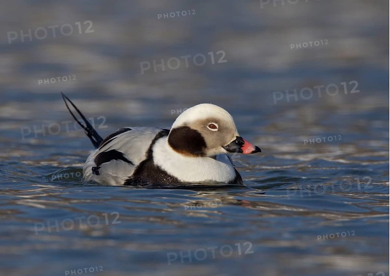 Long-tailed Duck (Clangula hyemalis) male, Ohio, USA