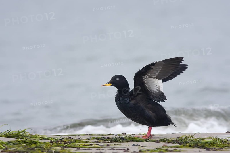 Velvet Scoter (Melanitta fusca), Mecklenburg-Western Pomerania, Germany