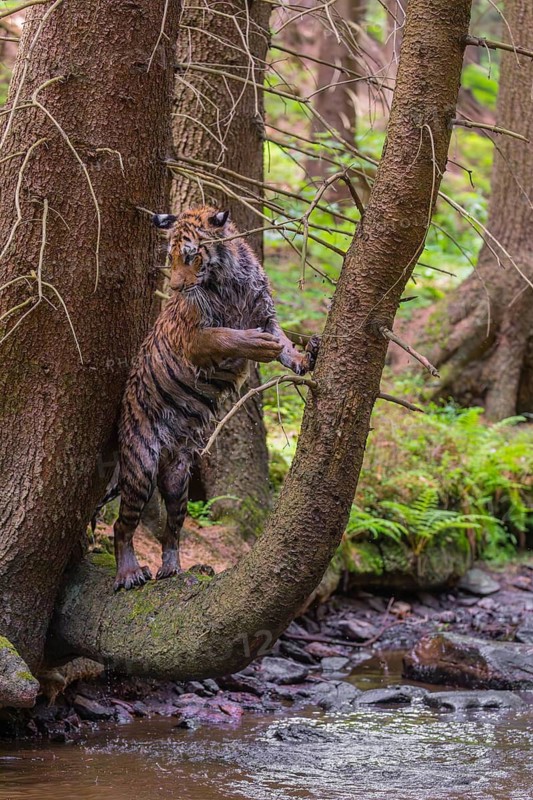 One young female Siberian Tiger, Panthera tigris altaica, standing on a curved tree over the cool fresh water of a creek deep in a forest