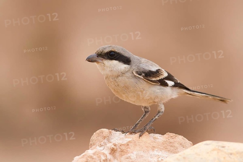 Southern Grey Shrike (Lanius meridionalis), Morocco
