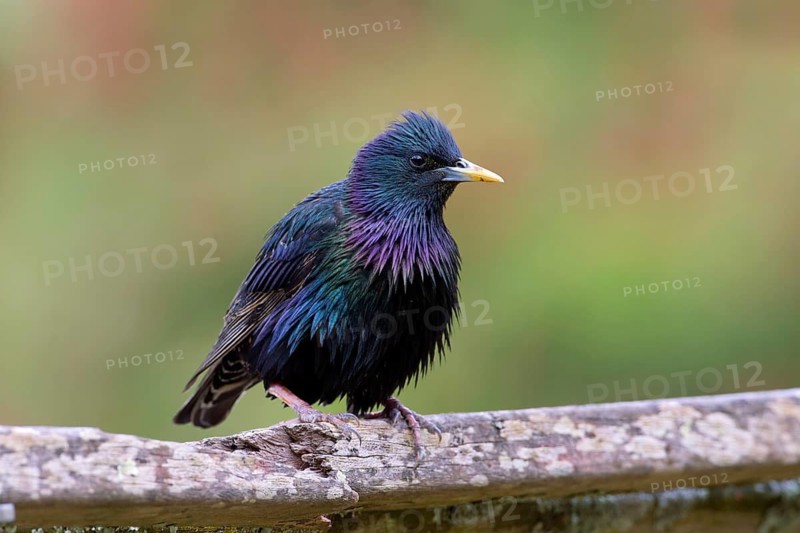 Common Starling (Sturnus vulgaris) Victoria, Australia
