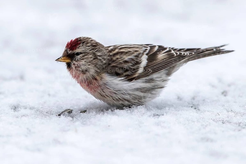 Common Redpoll (Acanthis flammea) male on snow at a feeding place, Mecklenburg-Western Pomerania, Germany