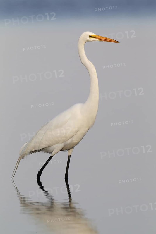 Great Egret (Ardea alba), Florida, USA
