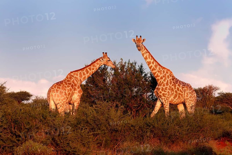 Cape giraffe (Giraffa camelopardalis giraffa), adult, two, foraging, feeding, Mokala National Park, Northern Cape, South Africa