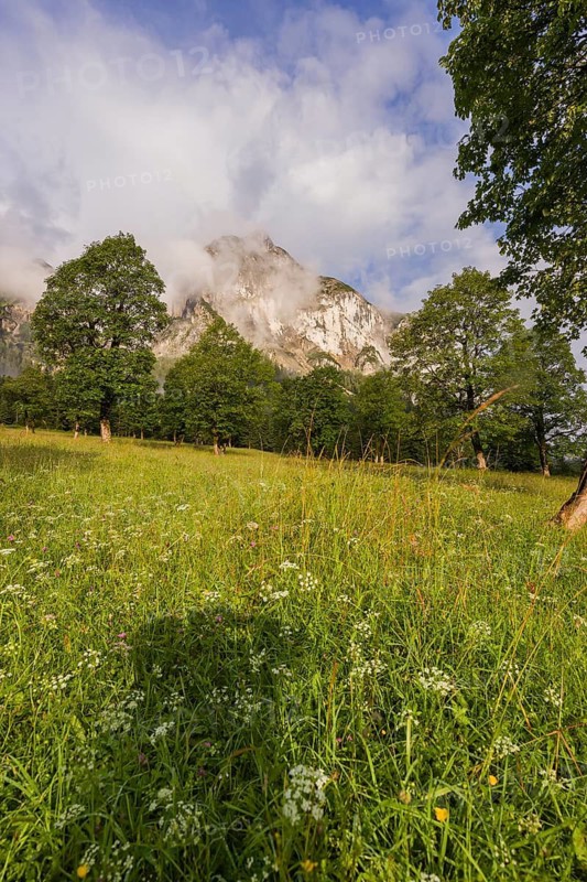 Sycamore maple trees, Acer pseudoplatanus, in summertime. Mountains in the background. Nature conservancy area Grosser Ahornboden, Karwendel mountains, Austria