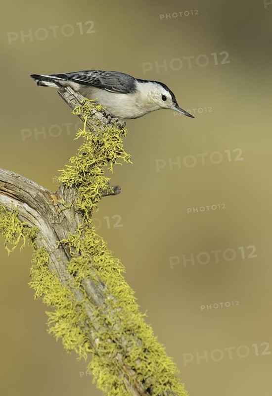 White-breasted Nuthatch (Sitta carolinensis), Oregon, USA