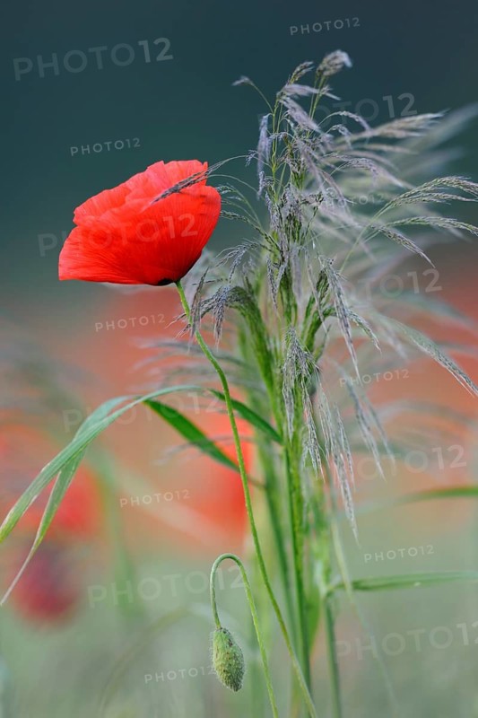 Red Poppy (Papaver rhoeas) flowering at cereal field edge, North Rhine-Westphalia, Germany