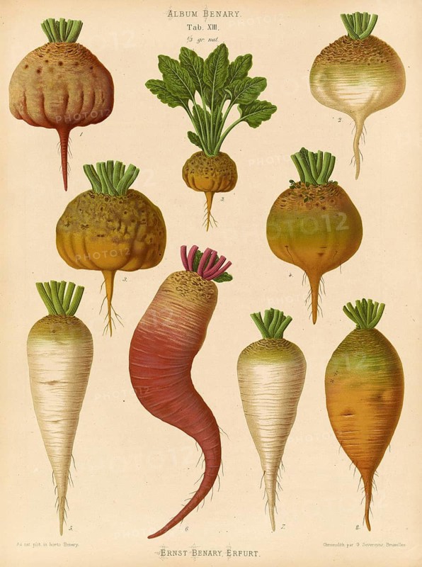 Vegetables, turnips, sugar beet and chard root, after Ernst Samuel Benary (10 November 1819, 19 February 1893), Hessian horticulturalist, Historical, digitally restored reproduction from a 19th century original, Record date not stated