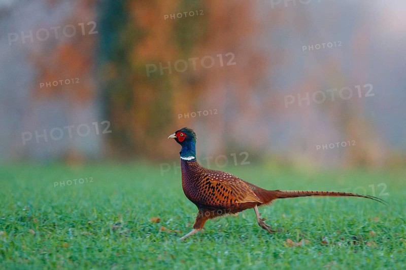 Common Pheasant (Phasianus colchicus) male, North Rhine-Westphalia, Germany