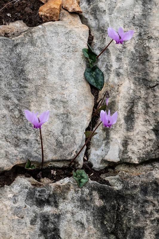 Cyclamen (Cyclamen neapolitanum), Sicily, Italy