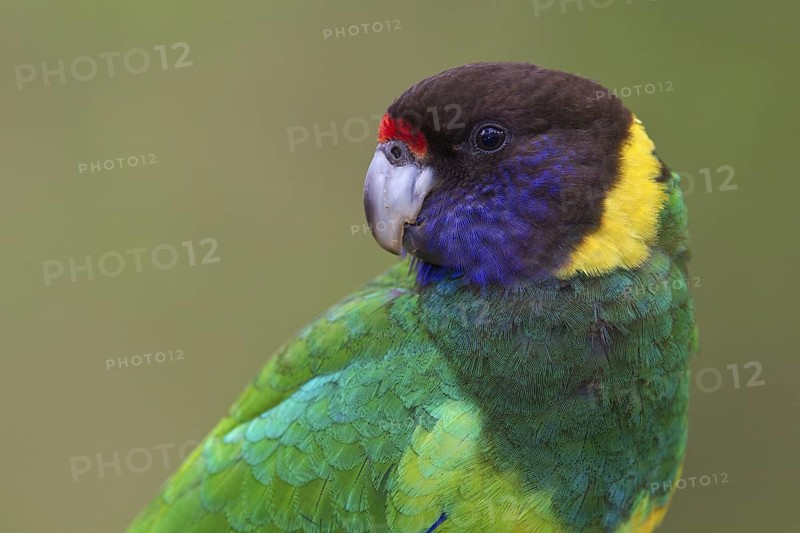 Twenty-eight Parrot (Barnardius zonarius semitorquatus), Western Australia, Australia