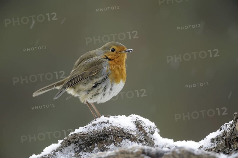European Robin (Erithacus rubecula), North Rhine-Westphalia, Germany