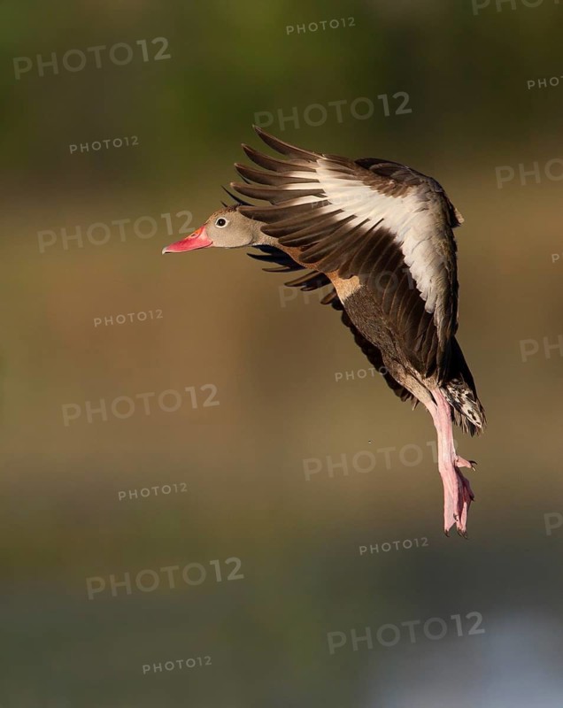 Black-bellied Whistling Duck (Dendrocygna autumnalis) flying, Florida, USA