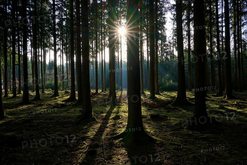 Forest landscape in backlight with long shadows on mossy soil and sunlight through the trees, Mudau, Odenwald, Baden-Württemberg, Germany