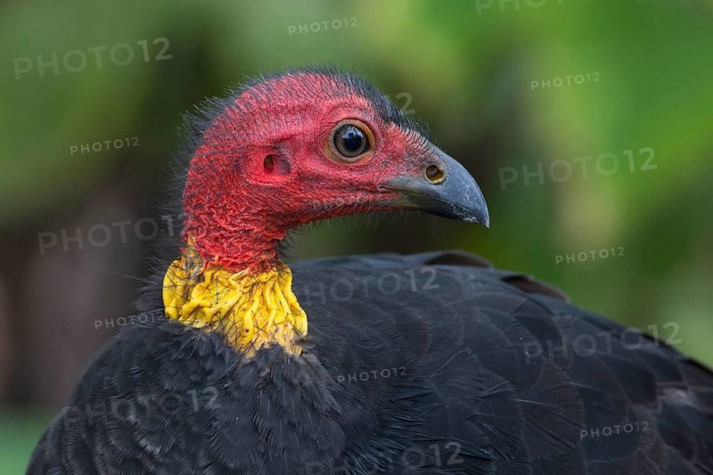 Australian Brushturkey (Alectura lathami) male, Queensland, Australia