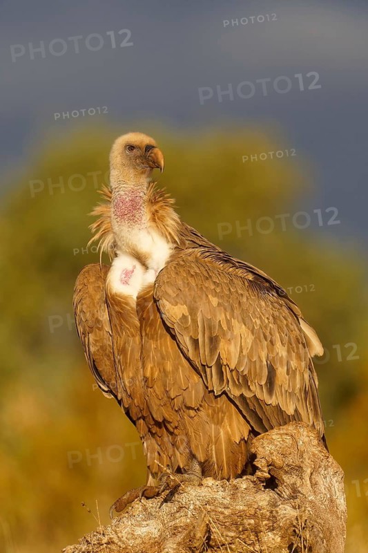 Griffon vulture (Gyps fulvus), portrait, Pyrenees, Catalonia, Spain