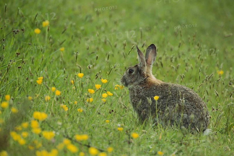 Wild rabbit (Oryctolagus cuniculus) in yellow flower meadow with buttercup, grass meadow, Nationaal Park Duinen, Texel, North Holland, Netherlands