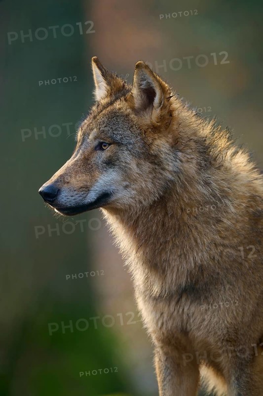 Wolf (Canis lupus), Alert wolf in profile in natural environment with soft light, Germany