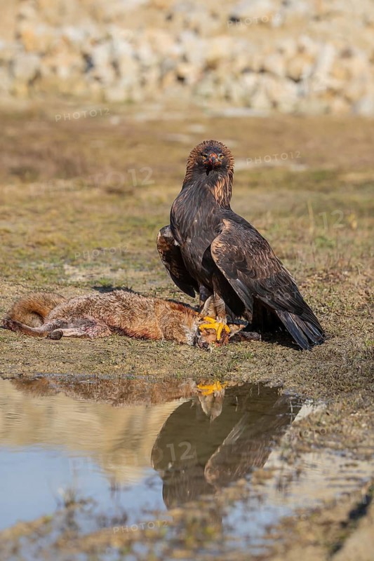 One golden eagle (Aquila chrysaetos) sitting in bright sunlight on a wet meadow, feeding on a dead fox. A reflection of the bird in a tiny puddle
