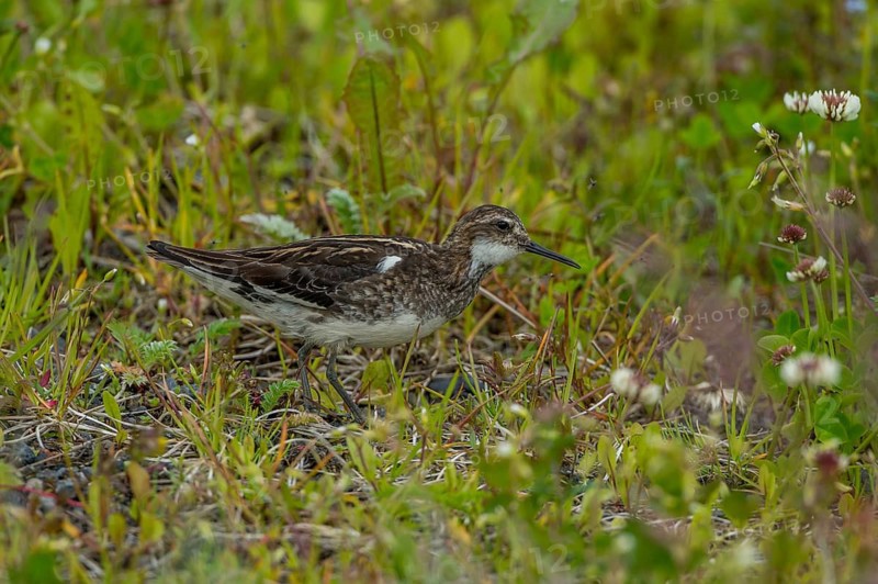 Red-necked Phalarope (Phalaropus lobatus) juvenile, Iceland