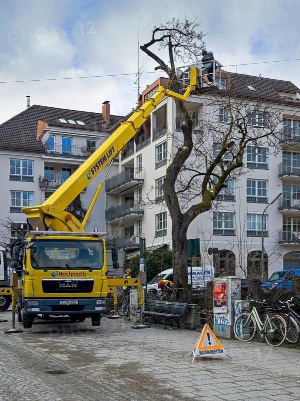 Tree work, Königinstrasse, Munich, Bavaria, Germany