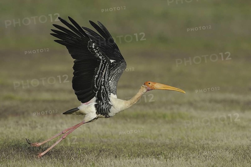Painted Stork (Mycteria leucocephala), India