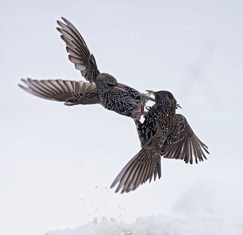 Starling (Sturnus vulgaris), close-up, two adult birds attacking each other in flight in an aggressive territorial fight in winter in the snow, Baden-Württemberg, Germany