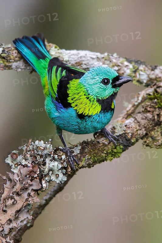 Green-headed Tanager (Tangara seledon) perched on a branch in the Atlantic rainforest of southeast Brazil