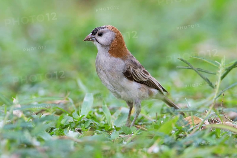Schuppenkopfweber (Sporopipes frontalis) on ground, Uganda
