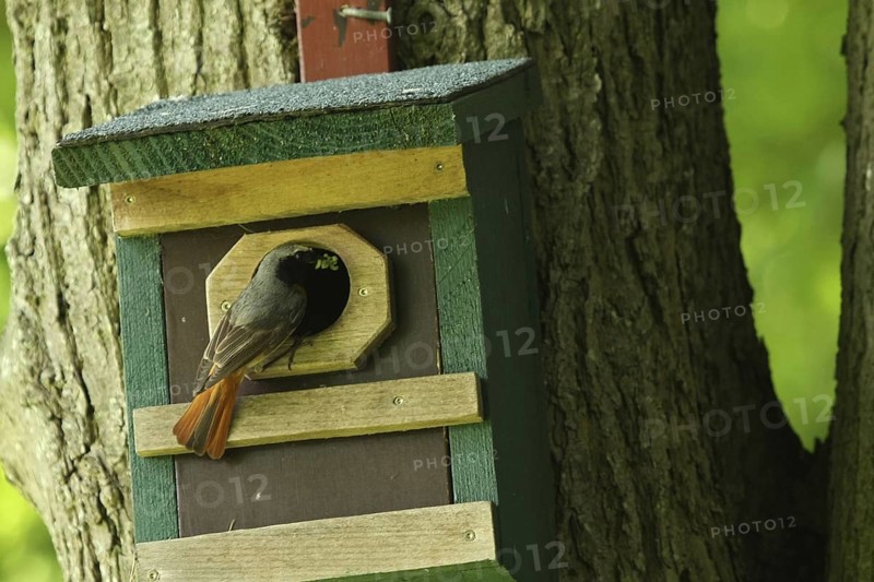 Common Redstart (Phoenicurus phoenicurus) male, Lower Saxony, Germany