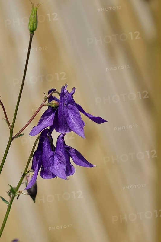 Columbine (Aquilegia vulgaris), blue flower at the edge of a forest, Wilnsdorf, North Rhine-Westphalia, Germany