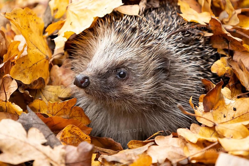 European hedgehog (Erinaceus europaeus) adult animal emerging from fallen autumn leaves, England, United Kingdom
