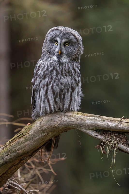 One great grey owl (Strix nebulosa) sitting on the root of a fallen spruce tree