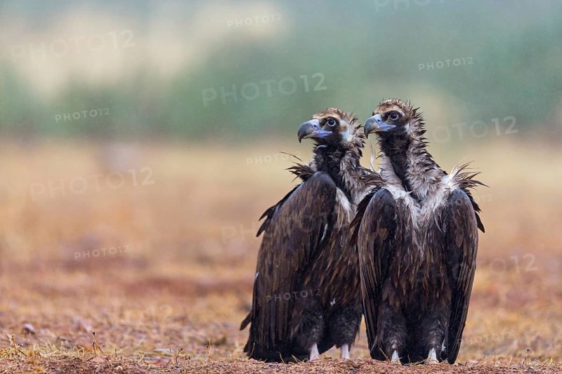 Cinereous Vulture, (Cinereous Vulture, Aegypius monachus), Animals, Birds, Sierra de San Pedro, Herreruela, Extremadura, Spain
