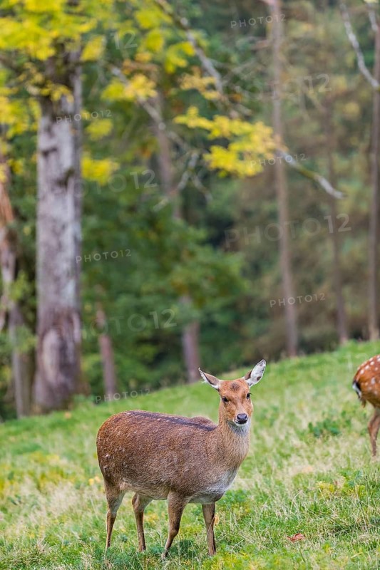 One female Manchurian sika deer or Dybowski's sika deer (Cervus nippon mantchuricus or Cervus nippon dybowskii) standing on a meadow on hilly ground