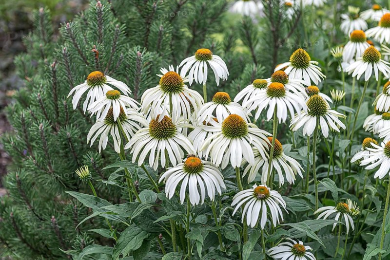 Red coneflower (Echinacea purpurea 'Alba'),  Germany