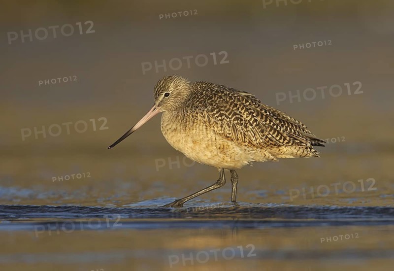 Marbled Godwit (Limosa fedoa), California, USA