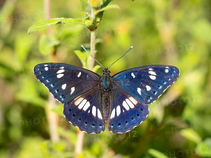 Limenitis reducta, (Limenitis reducta), Southern White Admiral, butterfly, butterfly, Lesbos, Lesbos island, Greece