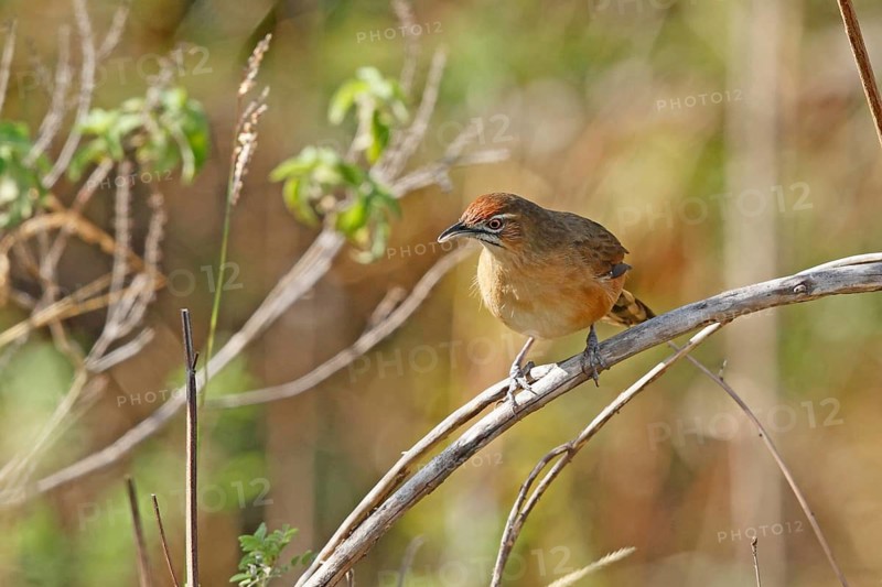 Moustached Grass Warbler (Melocichla mentalis), Nairobi National Park, Kenya