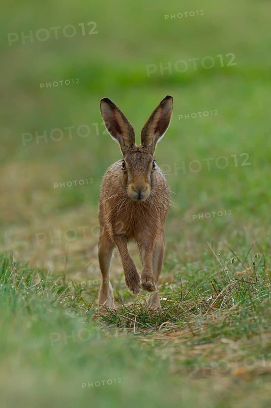 European brown hare (Lepus europaeus) adult animal running in grassland in summer, England, United Kingdom