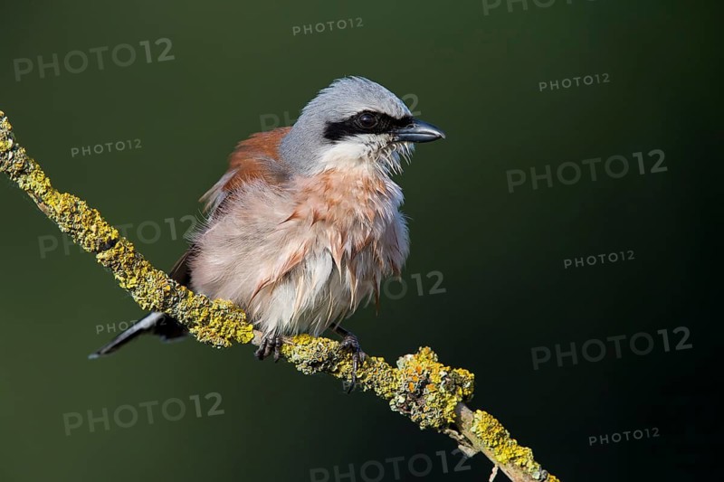 Neuntöter, Rotrückenwürger, Red-backed Shrike, Lanius collurio, Pie-grièche écorcheur, Alcaudón Dorsirrojo