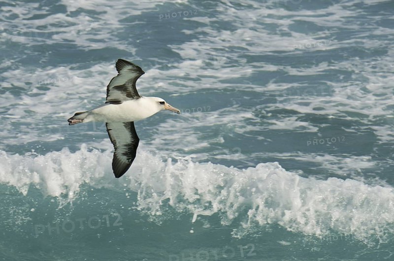 Laysan Albatross (Phoebastria immutabilis), Hawaii, USA