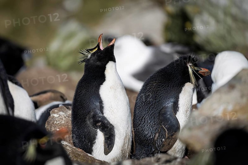 Rockhopper penguins (Eudyptes chrysocome), two adults in colony, one calling with beak pointing to the sky, Saunders Island, Falkland Islands